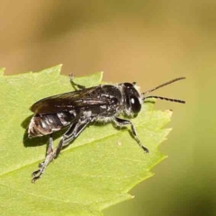 Crabronidae (family) (Sand wasp) at Sullivans Creek, Turner - 18 Nov 2023 by ConBoekel