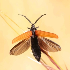 Porrostoma rhipidium (Long-nosed Lycid (Net-winged) beetle) at Sullivans Creek, Turner - 18 Nov 2023 by ConBoekel
