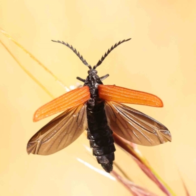 Porrostoma rhipidium (Long-nosed Lycid (Net-winged) beetle) at Sullivans Creek, Turner - 17 Nov 2023 by ConBoekel