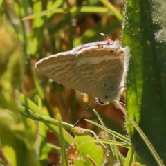 Lampides boeticus (Long-tailed Pea-blue) at Sullivans Creek, Turner - 18 Nov 2023 by ConBoekel