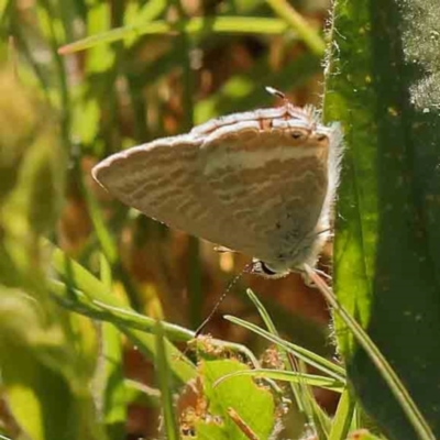 Lampides boeticus (Long-tailed Pea-blue) at City Renewal Authority Area - 17 Nov 2023 by ConBoekel