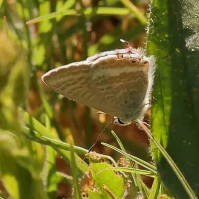 Lampides boeticus (Long-tailed Pea-blue) at Turner, ACT - 17 Nov 2023 by ConBoekel