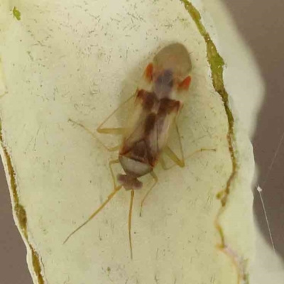 Miridae (family) (Unidentified plant bug) at Sullivans Creek, Turner - 17 Nov 2023 by ConBoekel