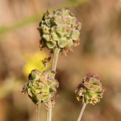 Sanguisorba minor (Salad Burnet, Sheep's Burnet) at Sullivans Creek, Turner - 17 Nov 2023 by ConBoekel