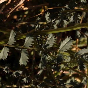 Sanguisorba minor at Sullivans Creek, Turner - 18 Nov 2023