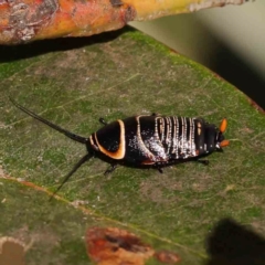 Ellipsidion australe (Austral Ellipsidion cockroach) at Turner, ACT - 17 Nov 2023 by ConBoekel