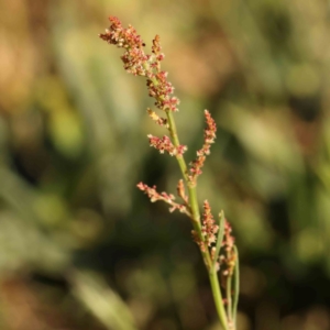 Rumex acetosella at City Renewal Authority Area - 18 Nov 2023