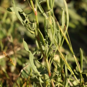 Rumex acetosella at City Renewal Authority Area - 18 Nov 2023 08:20 AM