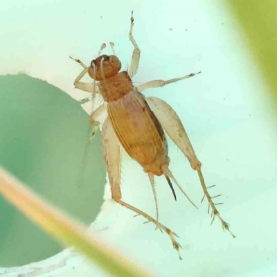 Trigonidium australiana (Leaf running cricket) at Sullivans Creek, Turner - 17 Nov 2023 by ConBoekel