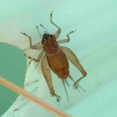 Trigonidium australiana at Sullivans Creek, Turner - 18 Nov 2023 08:53 AM