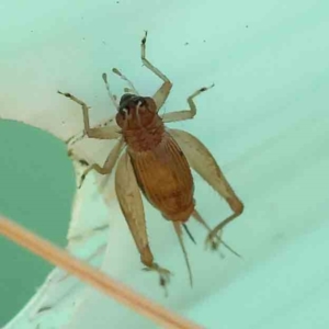 Trigonidium australiana at Sullivans Creek, Turner - 18 Nov 2023