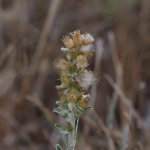 Gamochaeta purpurea at Sullivans Creek, Turner - 18 Nov 2023 09:59 AM