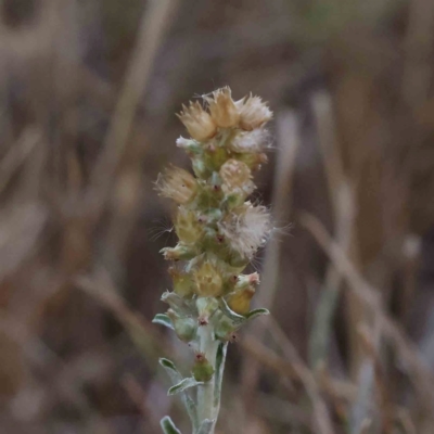 Gamochaeta calviceps (Narrowleaf Purple Everlasting) at Sullivans Creek, Turner - 17 Nov 2023 by ConBoekel