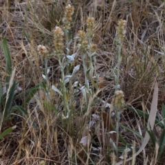 Gamochaeta purpurea at Sullivans Creek, Turner - 18 Nov 2023 09:59 AM