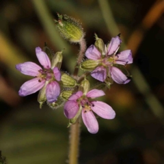 Erodium cicutarium (Common Storksbill, Common Crowfoot) at Turner, ACT - 17 Nov 2023 by ConBoekel