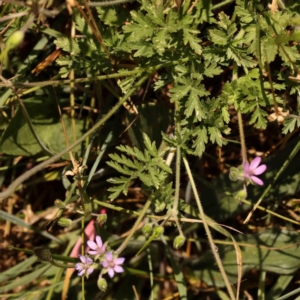 Erodium cicutarium at Sullivans Creek, Turner - 18 Nov 2023 09:41 AM