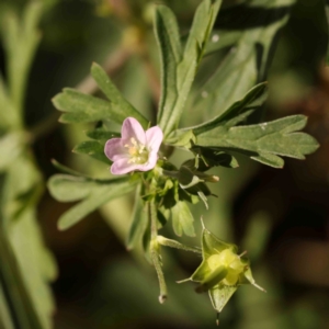 Geranium sp. Pleated sepals (D.E.Albrecht 4707) Vic. Herbarium at Sullivans Creek, Turner - 18 Nov 2023