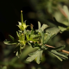 Geranium sp. Pleated sepals (D.E.Albrecht 4707) Vic. Herbarium at Sullivans Creek, Turner - 18 Nov 2023 09:27 AM