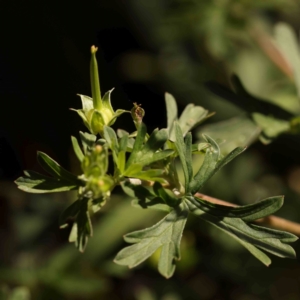 Geranium sp. Pleated sepals (D.E.Albrecht 4707) Vic. Herbarium at Sullivans Creek, Turner - 18 Nov 2023