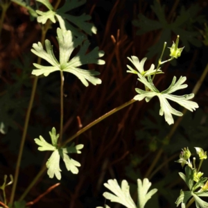 Geranium sp. Pleated sepals (D.E.Albrecht 4707) Vic. Herbarium at Sullivans Creek, Turner - 18 Nov 2023 09:27 AM