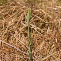 Tragopogon porrifolius subsp. porrifolius (Salsify, Oyster Plant) at Sullivans Creek, Turner - 18 Nov 2023 by ConBoekel