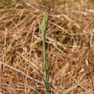 Tragopogon porrifolius subsp. porrifolius at Sullivans Creek, Turner - 18 Nov 2023
