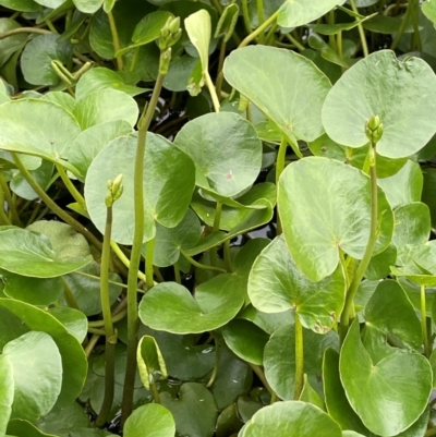 Ornduffia reniformis (Running Marsh-flower) at QPRC LGA - 4 Feb 2024 by JaneR