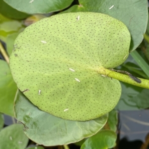 Ornduffia reniformis at QPRC LGA - 4 Feb 2024