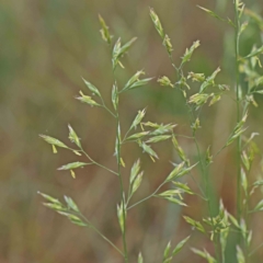 Festuca sp. (A Fescue) at Turner, ACT - 17 Nov 2023 by ConBoekel