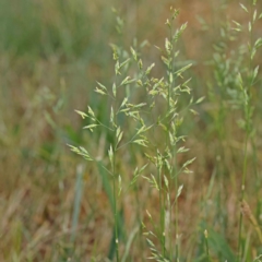 Festuca sp. at Sullivans Creek, Turner - 18 Nov 2023