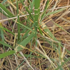 Festuca sp. at Sullivans Creek, Turner - 18 Nov 2023