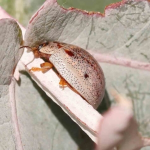 Paropsisterna m-fuscum at Sullivans Creek, Turner - 18 Nov 2023 09:03 AM