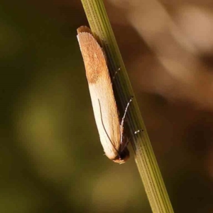 Tachystola stenoptera at Sullivans Creek, Turner - 18 Nov 2023