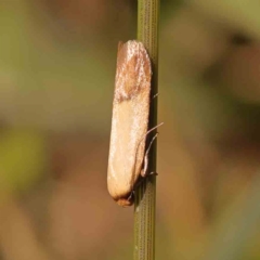 Tachystola stenoptera at Sullivans Creek, Turner - 18 Nov 2023