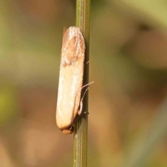 Tachystola stenoptera at Sullivans Creek, Turner - 18 Nov 2023