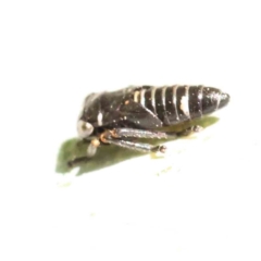 Eurymelinae (subfamily) (Unidentified eurymeline leafhopper) at Turner, ACT - 17 Nov 2023 by ConBoekel