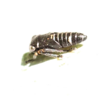 Eurymelinae (subfamily) (Unidentified eurymeline leafhopper) at Sullivans Creek, Turner - 17 Nov 2023 by ConBoekel