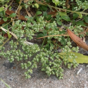 Polycarpon tetraphyllum at Haig Park - 18 Nov 2023 08:39 AM