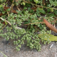 Polycarpon tetraphyllum (Four-leaf Allseed) at Haig Park - 17 Nov 2023 by ConBoekel