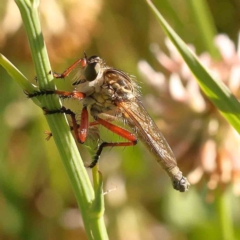 Zosteria sp. (genus) (Common brown robber fly) at Haig Park - 17 Nov 2023 by ConBoekel