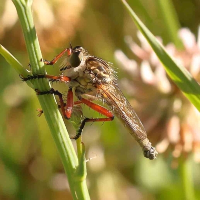 Unidentified Robber fly (Asilidae) at City Renewal Authority Area - 17 Nov 2023 by ConBoekel