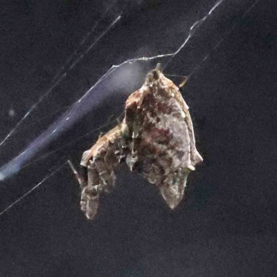 Uloboridae (family) (Unidentified venomless spider) at Turner, ACT - 17 Nov 2023 by ConBoekel