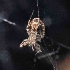 Uloboridae (family) at Sullivans Creek, Turner - 18 Nov 2023 09:48 AM