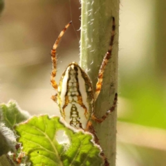 Plebs bradleyi (Enamelled spider) at Sullivans Creek, Turner - 17 Nov 2023 by ConBoekel