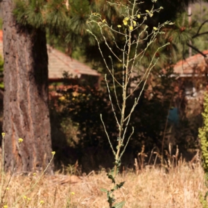 Lactuca serriola at Sullivans Creek, Turner - 18 Nov 2023