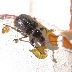 Euops sp. (genus) at Sullivans Creek, Turner - 18 Nov 2023 09:06 AM