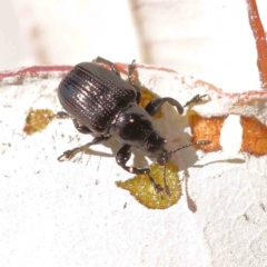 Euops sp. (genus) at Sullivans Creek, Turner - 18 Nov 2023 09:06 AM