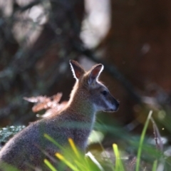 Notamacropus rufogriseus at Nunnock Swamp - 4 Feb 2024