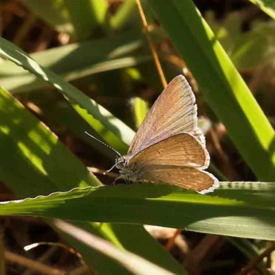 Zizina otis (Common Grass-Blue) at City Renewal Authority Area - 18 Nov 2023 by ConBoekel