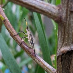 Poecilometis strigatus (Gum Tree Shield Bug) at Franklin, ACT - 5 Feb 2024 by chriselidie